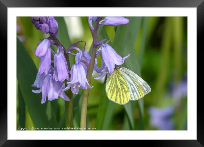 Green Veined White butterfly on Bluebells Framed Mounted Print by Simon Marlow
