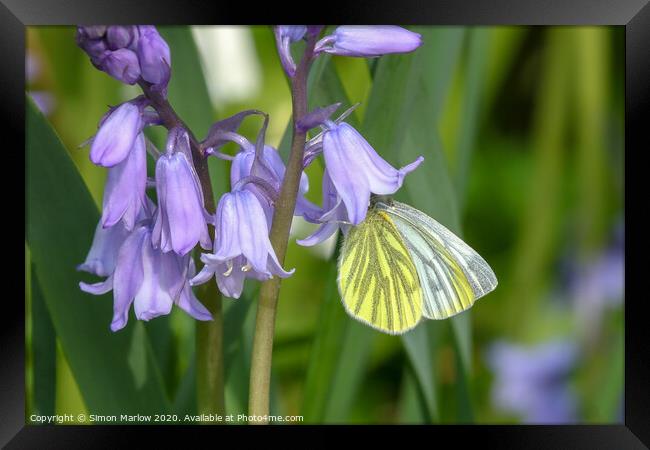 Green Veined White butterfly on Bluebells Framed Print by Simon Marlow