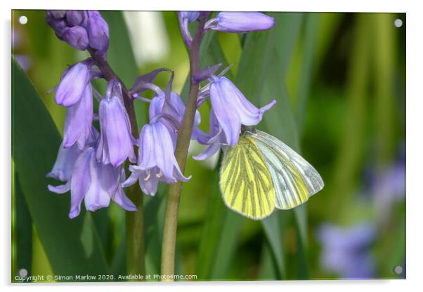 Green Veined White butterfly on Bluebells Acrylic by Simon Marlow