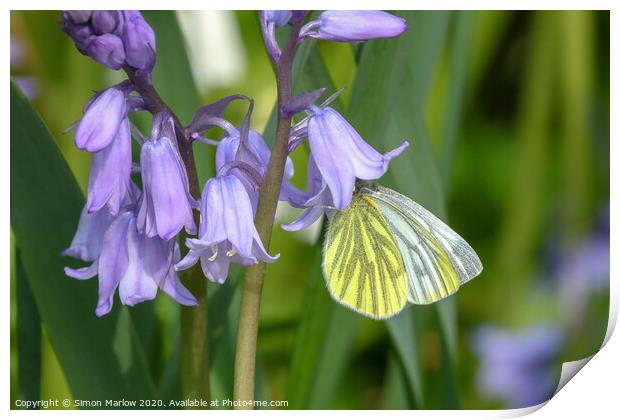 Green Veined White butterfly on Bluebells Print by Simon Marlow