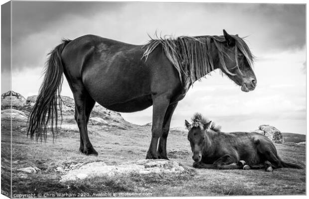 Dartmoor Pony and Foal in black and white Canvas Print by Chris Warham