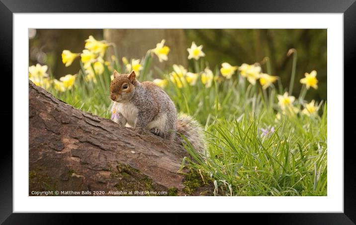 A squirrel sitting on a rock Framed Mounted Print by Matthew Balls