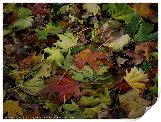 Colours of Autumn Print by Photography by Sharon Long 