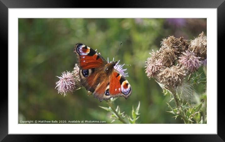 Peacock Butterfly on a flower Framed Mounted Print by Matthew Balls