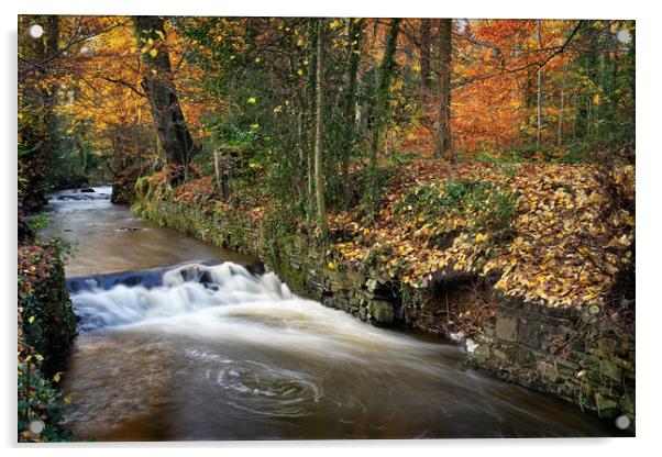 Porter Brook Falls,Endcliffe Park,Sheffield   Acrylic by Darren Galpin