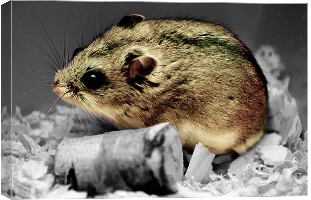 Hamster at rest Canvas Print by mat barker