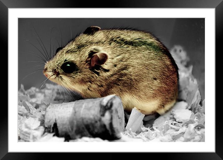 Hamster at rest Framed Mounted Print by mat barker