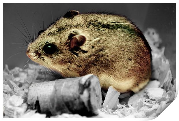 Hamster at rest Print by mat barker