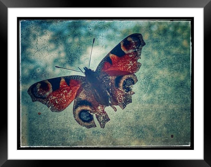 Broken Butterfly Framed Mounted Print by Matthew Balls