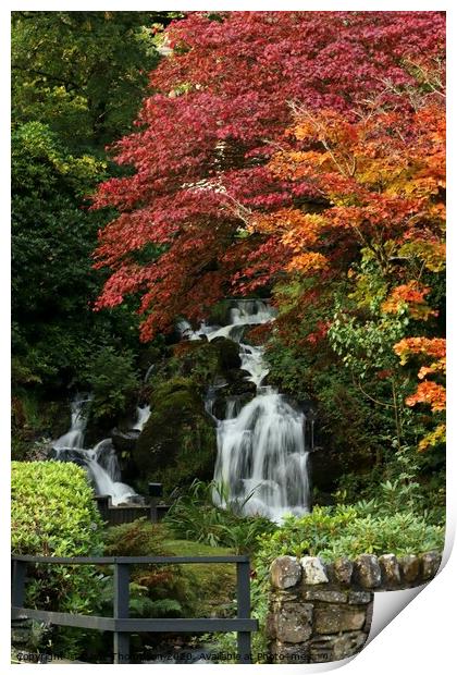 Autumn colours Trossachs Scotland Print by David Thompson