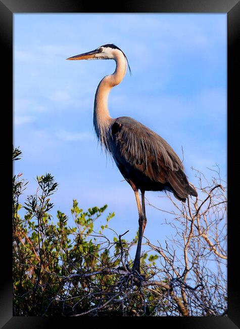 Blue Heron Framed Print by Elaine Manley