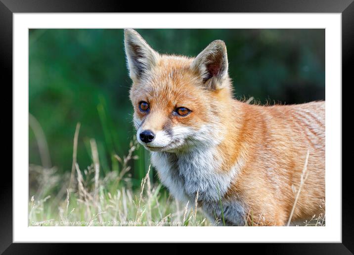 Red Fox  Framed Mounted Print by Danny Kidby-Hunter