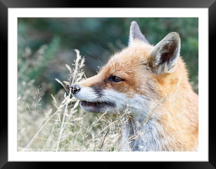 A Fox smelling the grass Framed Mounted Print by Danny Kidby-Hunter