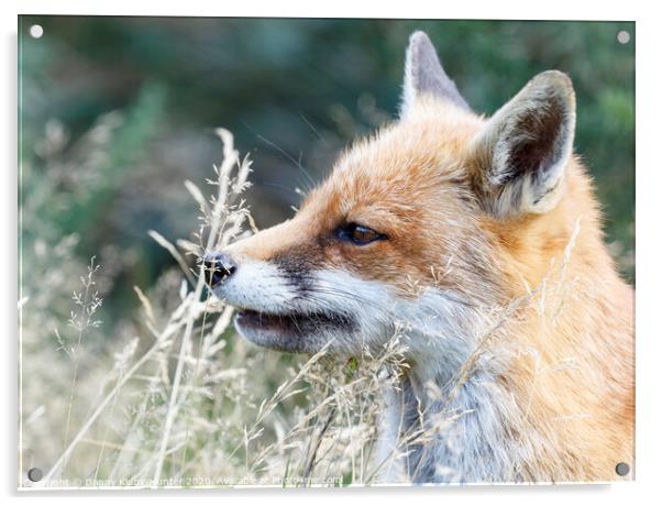 A Fox smelling the grass Acrylic by Danny Kidby-Hunter