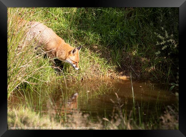 Red fox reflection Framed Print by Danny Kidby-Hunter