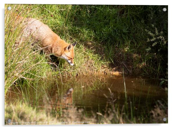 Red fox reflection Acrylic by Danny Kidby-Hunter