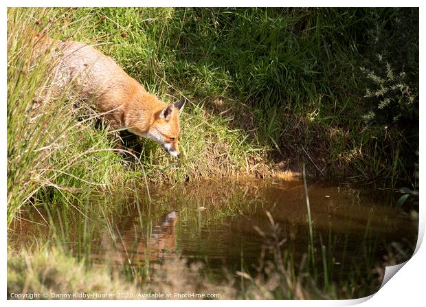 Red fox reflection Print by Danny Kidby-Hunter