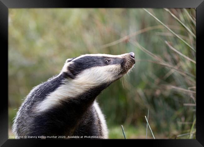 Inquisitive Badger Framed Print by Danny Kidby-Hunter