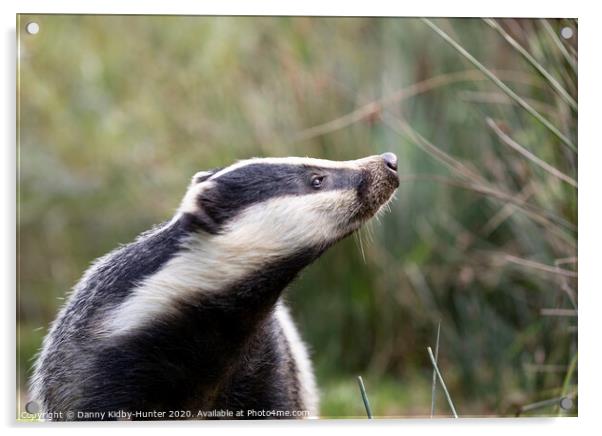 Inquisitive Badger Acrylic by Danny Kidby-Hunter