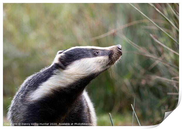 Inquisitive Badger Print by Danny Kidby-Hunter