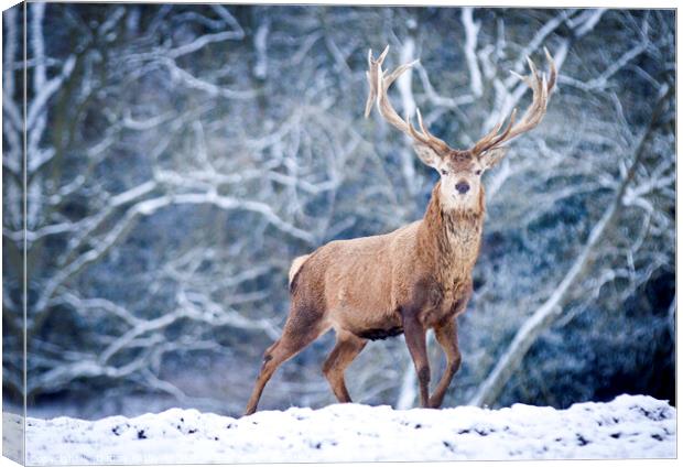 A red deer stag in the snow Canvas Print by Danny Kidby-Hunter