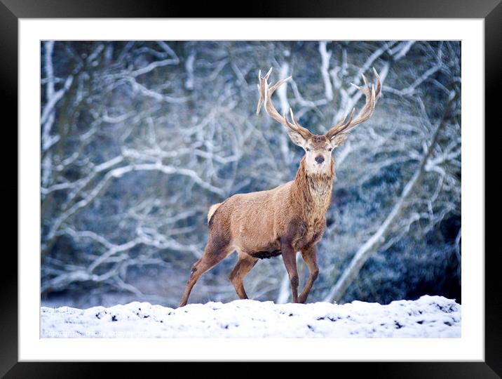 A red deer stag in the snow Framed Mounted Print by Danny Kidby-Hunter