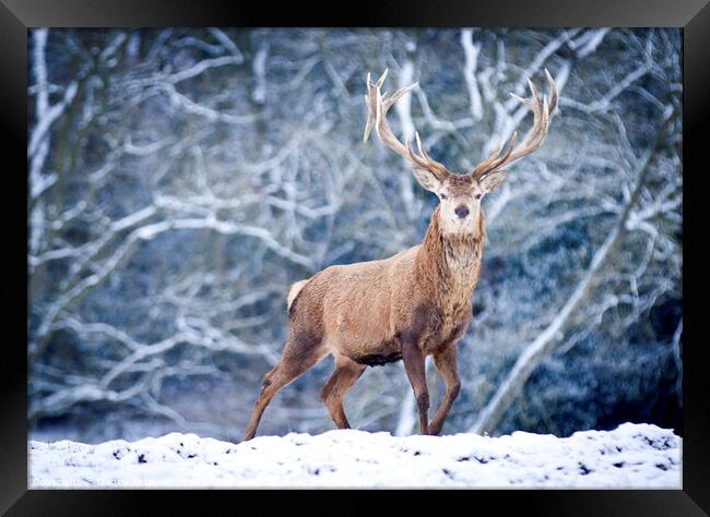 A red deer stag in the snow Framed Print by Danny Kidby-Hunter