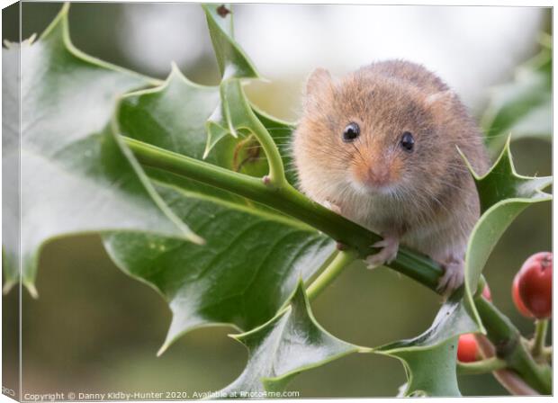 Harvest Mouse on holly Canvas Print by Danny Kidby-Hunter