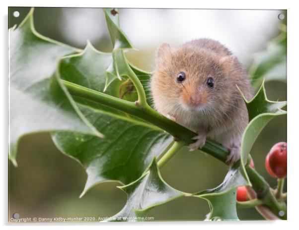 Harvest Mouse on holly Acrylic by Danny Kidby-Hunter