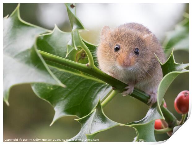 Harvest Mouse on holly Print by Danny Kidby-Hunter