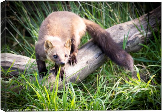 Pine Marten sitting on top of a grass covered field Canvas Print by Danny Kidby-Hunter