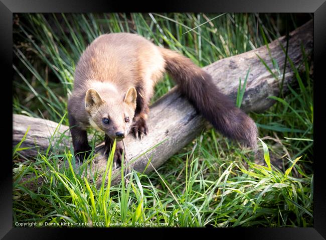 Pine Marten sitting on top of a grass covered field Framed Print by Danny Kidby-Hunter