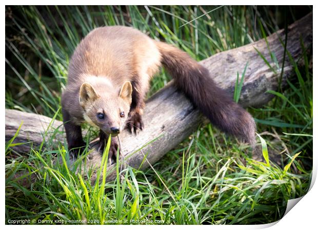 Pine Marten sitting on top of a grass covered field Print by Danny Kidby-Hunter