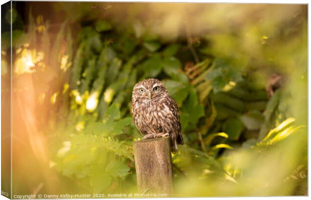 A little owl in autumn Canvas Print by Danny Kidby-Hunter