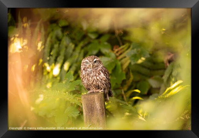 A little owl in autumn Framed Print by Danny Kidby-Hunter