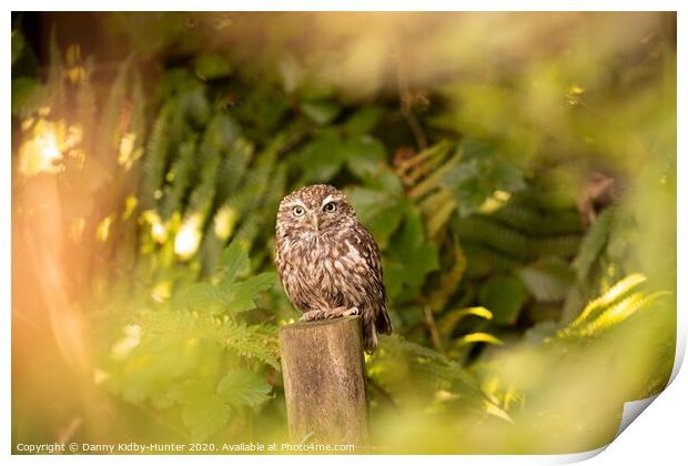 A little owl in autumn Print by Danny Kidby-Hunter
