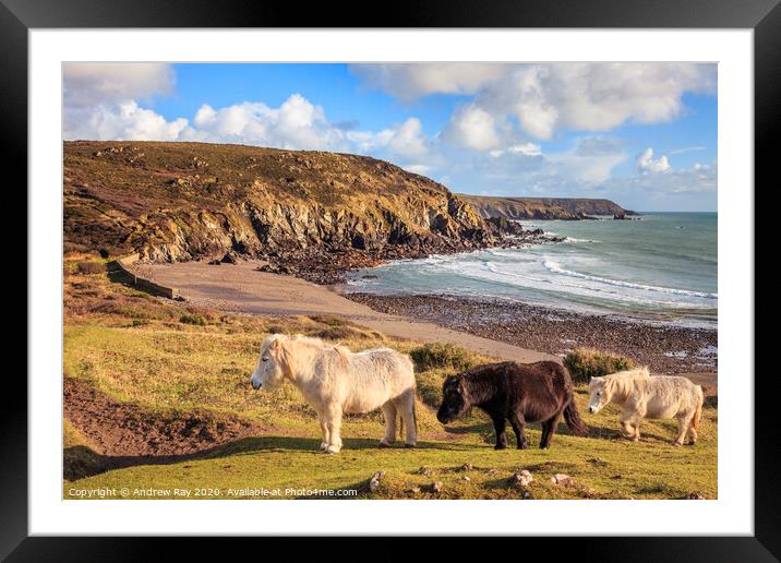Ponies at Kennack Sands Framed Mounted Print by Andrew Ray
