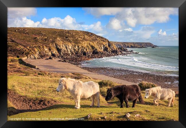 Ponies at Kennack Sands Framed Print by Andrew Ray