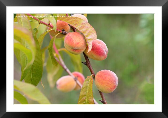 ripe sweet peaches grow on a tree branch Framed Mounted Print by Sergii Petruk