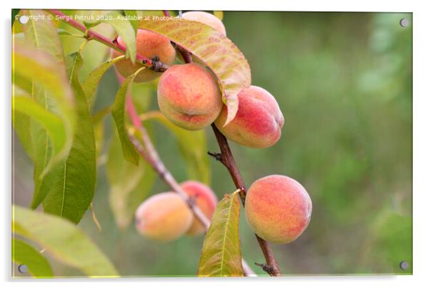 ripe sweet peaches grow on a tree branch Acrylic by Sergii Petruk