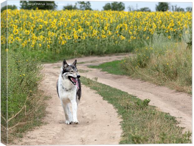 Hunting dog Siberian Laika outdoors walking along a dirt road Canvas Print by Sergii Petruk