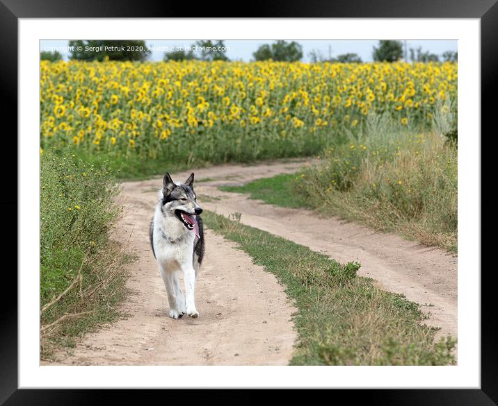 Hunting dog Siberian Laika outdoors walking along a dirt road Framed Mounted Print by Sergii Petruk