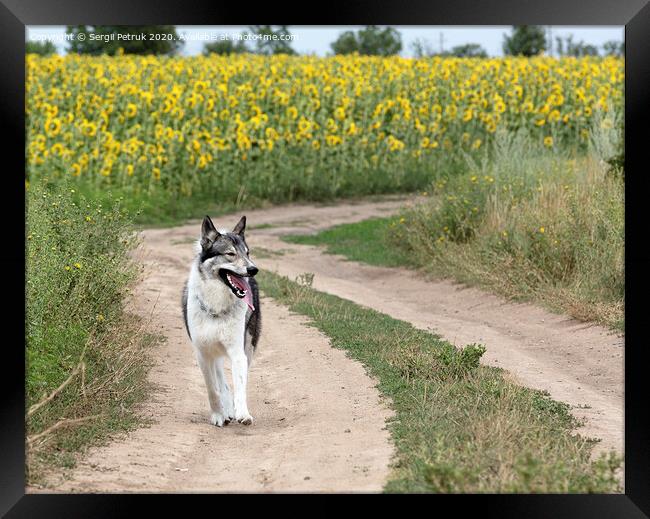Hunting dog Siberian Laika outdoors walking along a dirt road Framed Print by Sergii Petruk