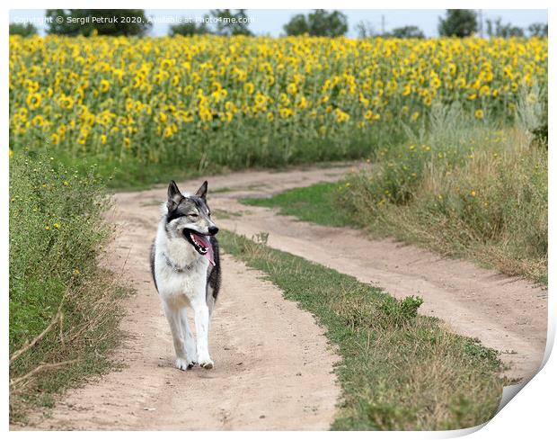 Hunting dog Siberian Laika outdoors walking along a dirt road Print by Sergii Petruk