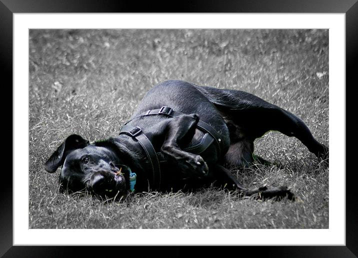 Labrador playing in grass Framed Mounted Print by mat barker