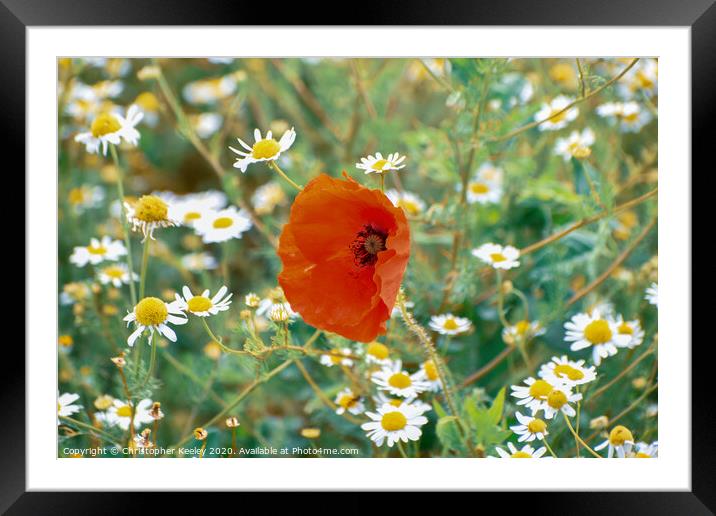 Colourful poppy Framed Mounted Print by Christopher Keeley
