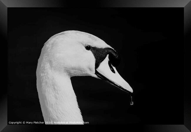 Mute Swan Framed Print by Mary Fletcher