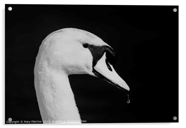 Mute Swan Acrylic by Mary Fletcher