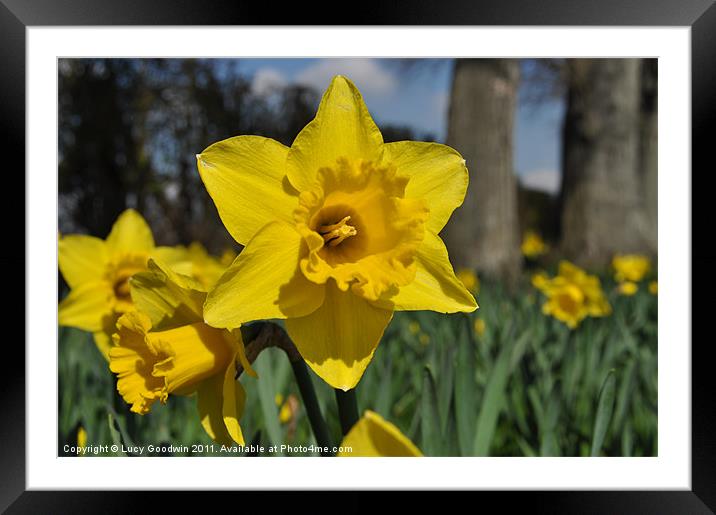Daffodils in the park Framed Mounted Print by Lucy Goodwin
