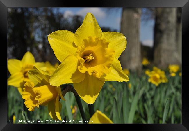 Daffodils in the park Framed Print by Lucy Goodwin